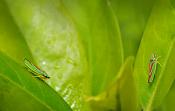 rododendroncicade (Graphocephala fennahi) 2990